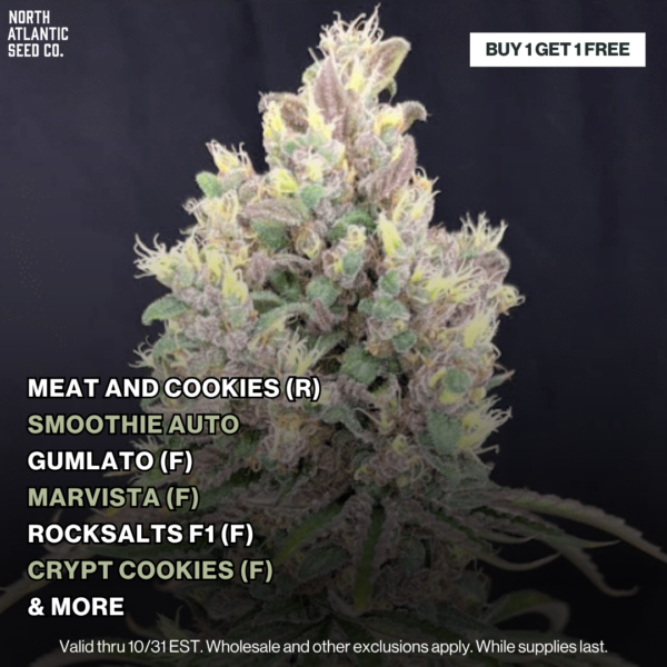 Buy 1 Get 1 FREE