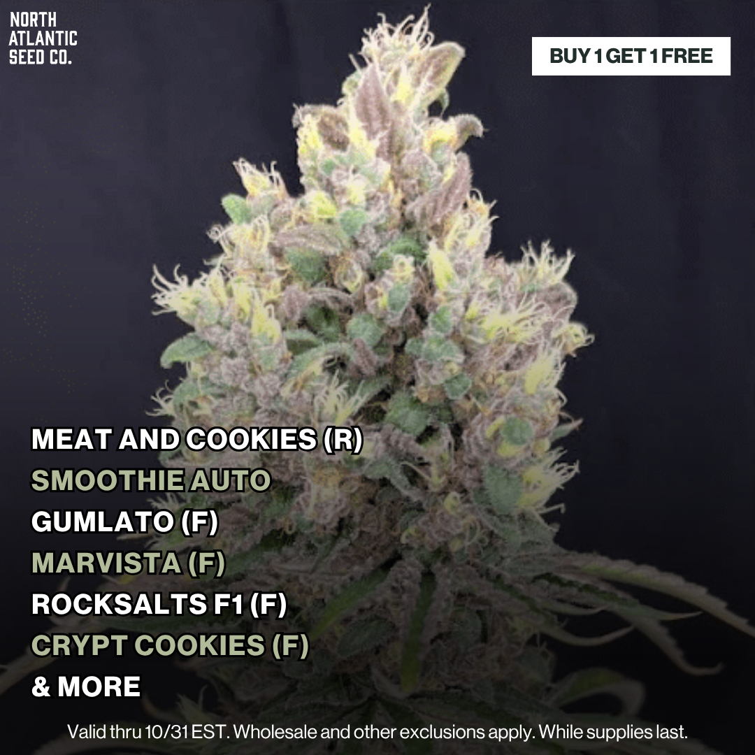 Buy 1 Get 1 FREE
