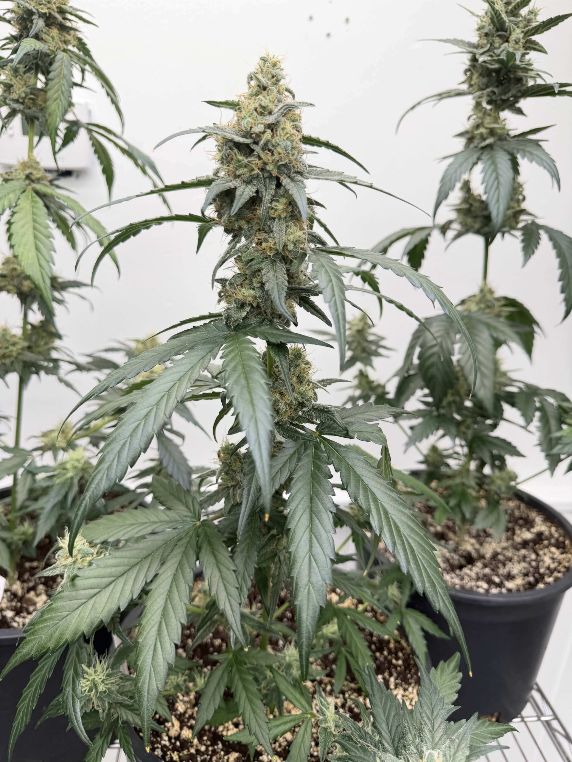 Berry Berry Mintz Auto Cannabis Seeds by Dirty Bird Genetics