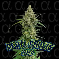 Devil Fruits Auto ALPHA Series Cannabis Seeds by Dirty Bird Genetics