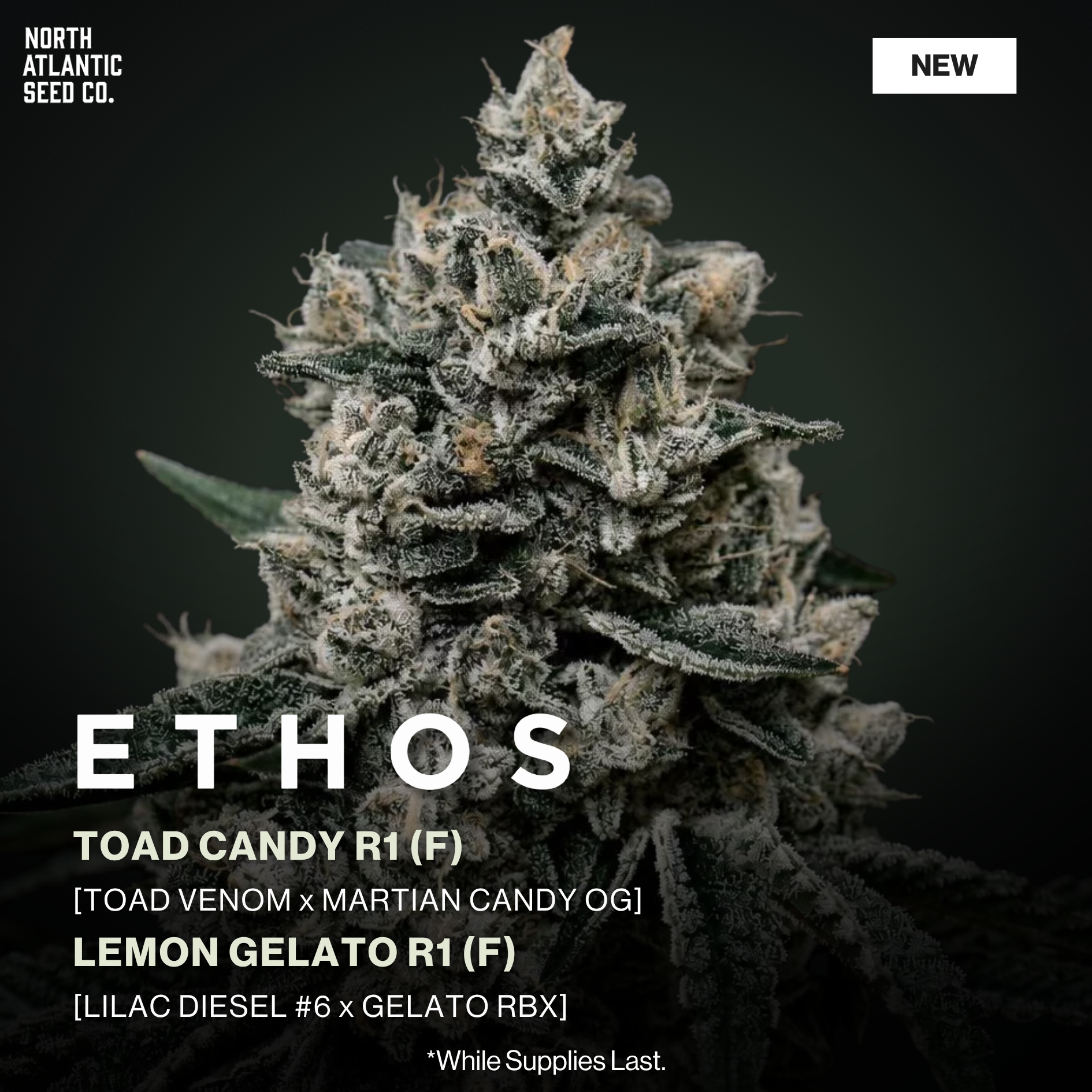 Ethos Genetics 2026 Drops