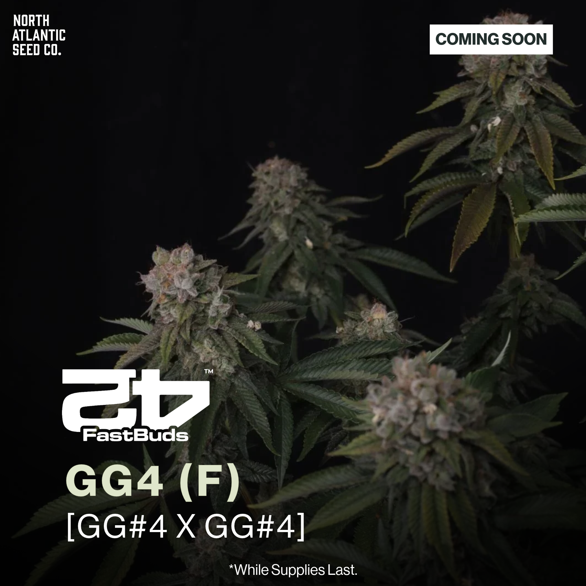 Fast Buds New Drop 2026