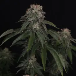 GG4 Cannabis Seeds by Fast Buds