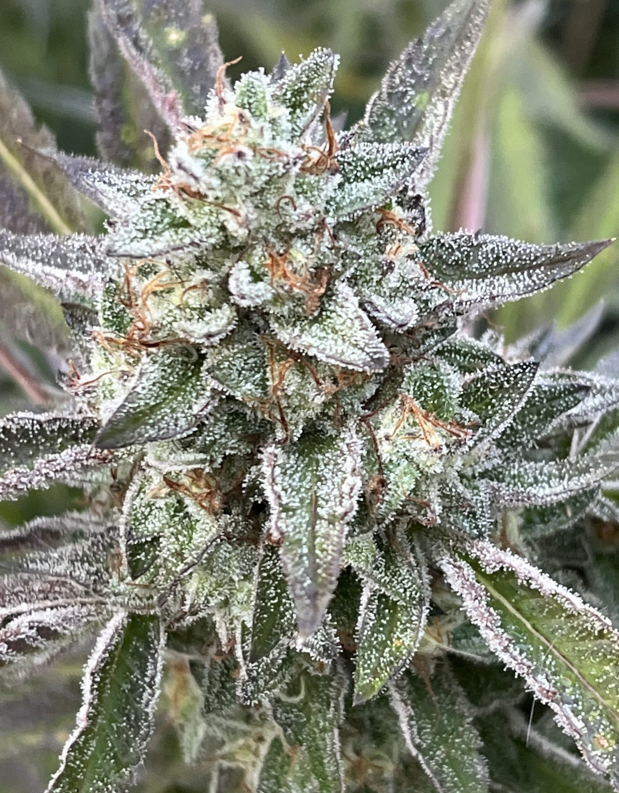 Grape Honey Banana Cannabis Seeds by Purple Caper Seeds