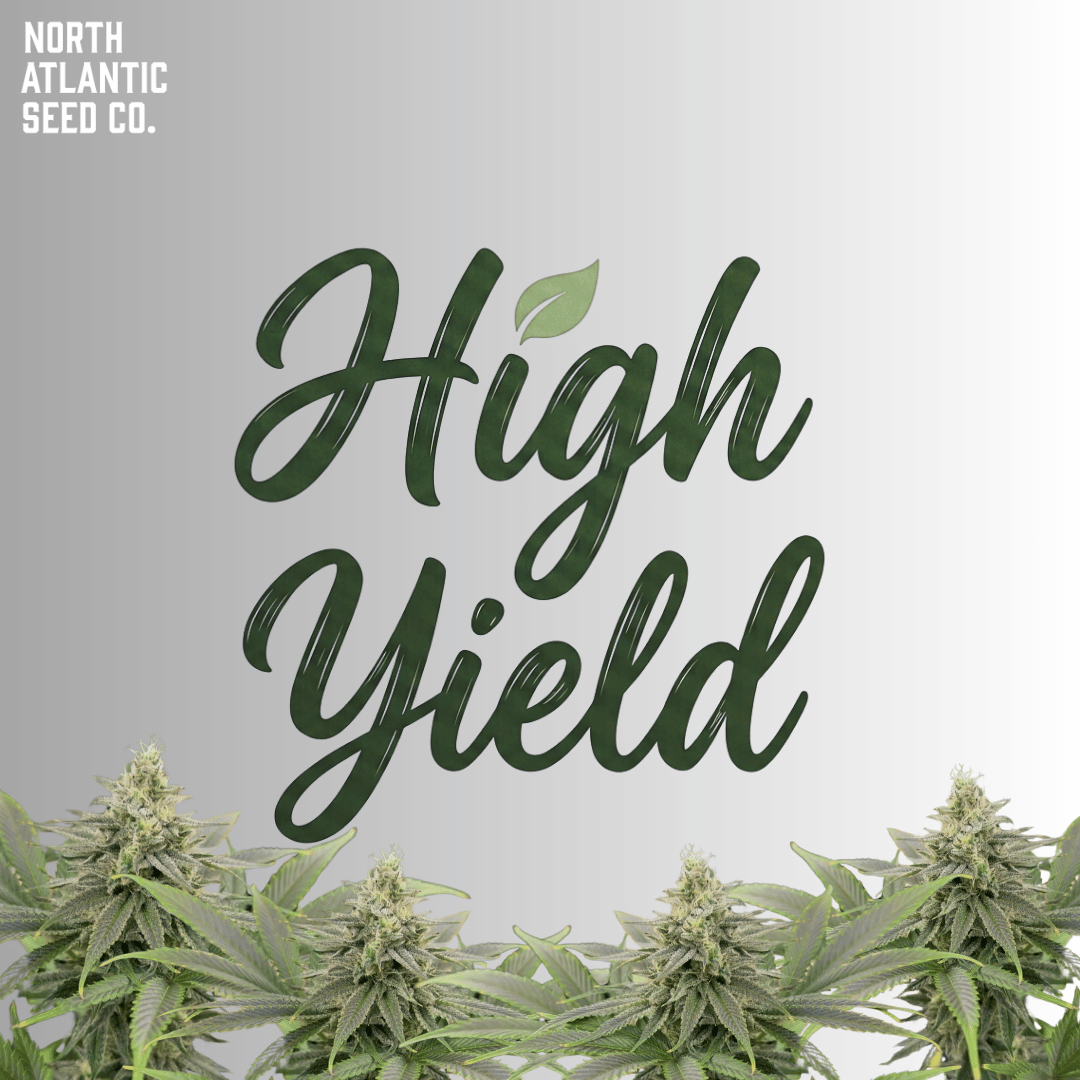High Yield Cannabis Seeds
