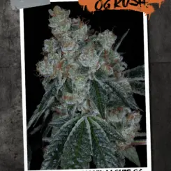 Historic OG Kush Cannabis Seeds by Sin City Seeds