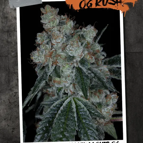 Historic OG Kush Cannabis Seeds by Sin City Seeds