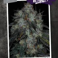 Hollywood Royalty Cannabis Seeds by Sin City Seeds