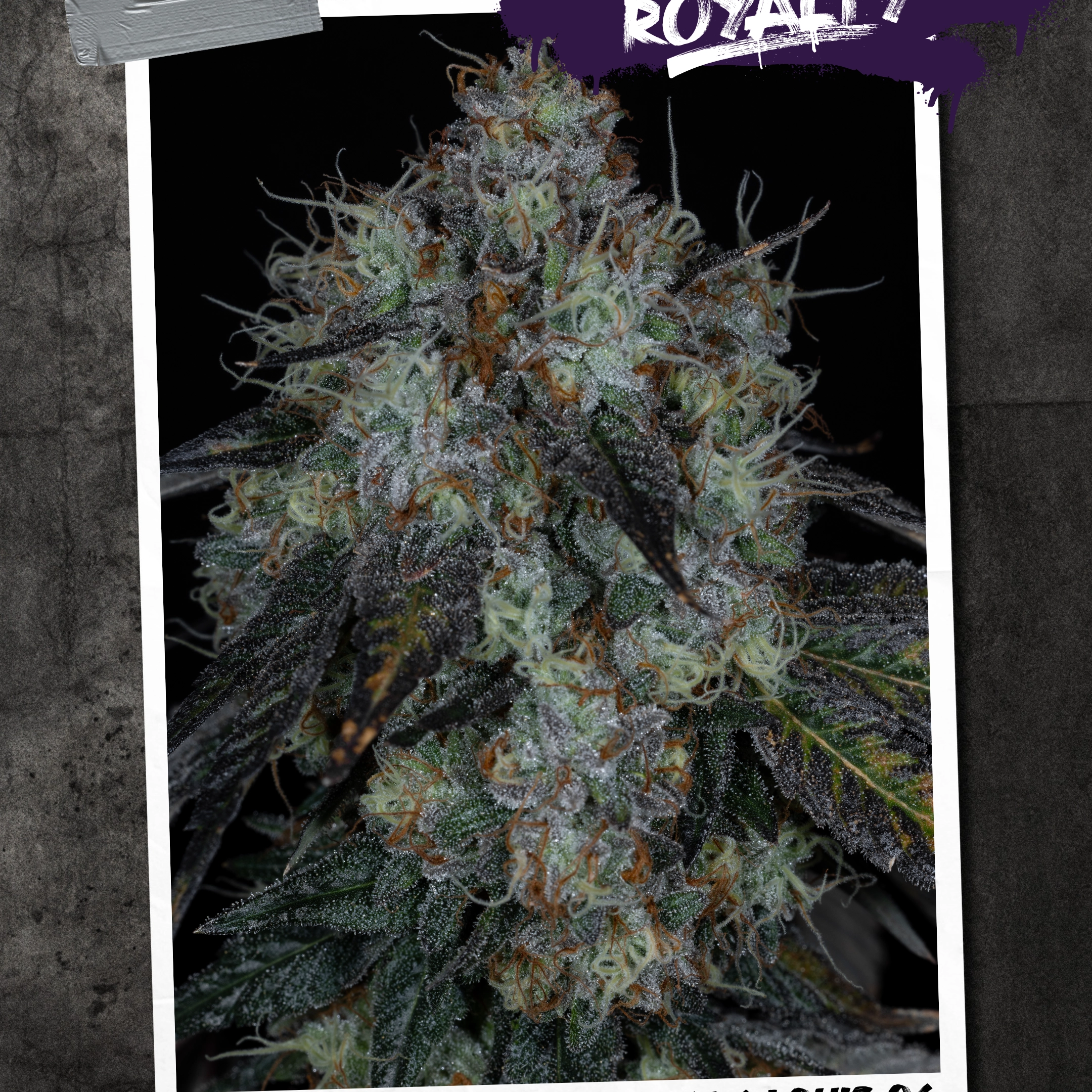 Hollywood Royalty Cannabis Seeds by Sin City Seeds