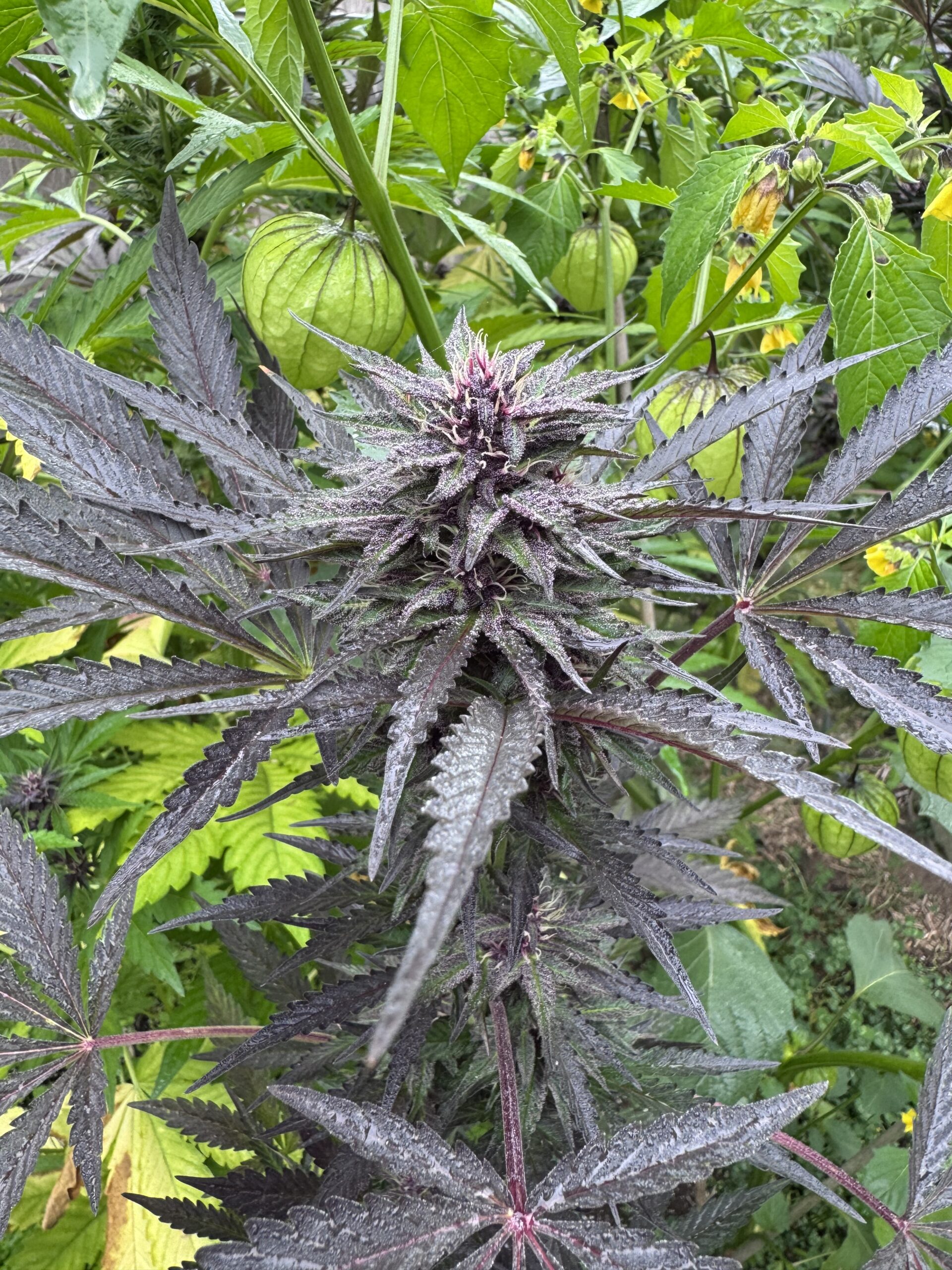 Kanawha Black Auto Cannabis Seeds by Gnome Automatics