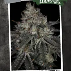 King Louis OG S1 Cannabis Seeds by Sin City Seeds