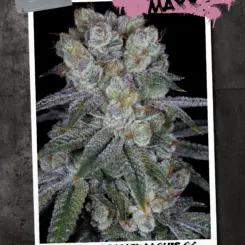 KushMaxx Cannabis Seeds by Sin City Seeds