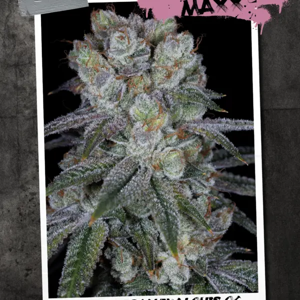 KushMaxx Cannabis Seeds by Sin City Seeds