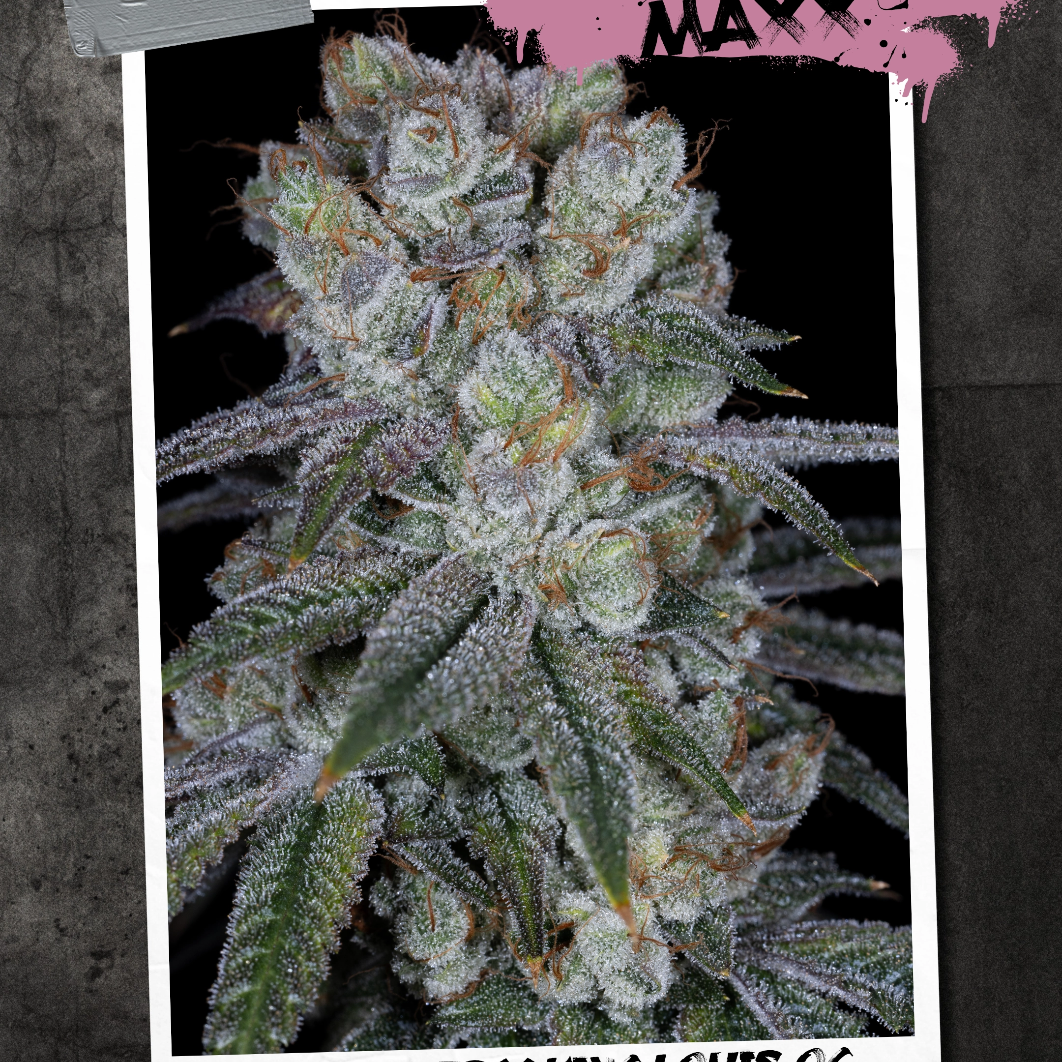 KushMaxx Cannabis Seeds by Sin City Seeds