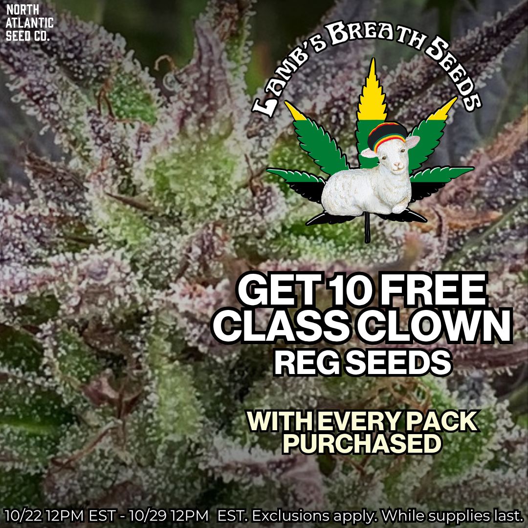 Lamb's Breath Class Clown Freebies