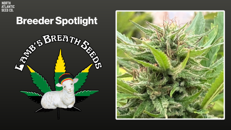 Lamb’s Breath Seeds Shares Grow Tips & More!