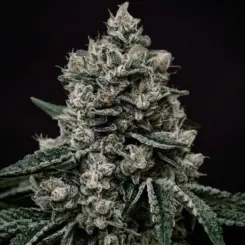 Lemon Gelato R1 Cannabis Seeds by Ethos Genetics