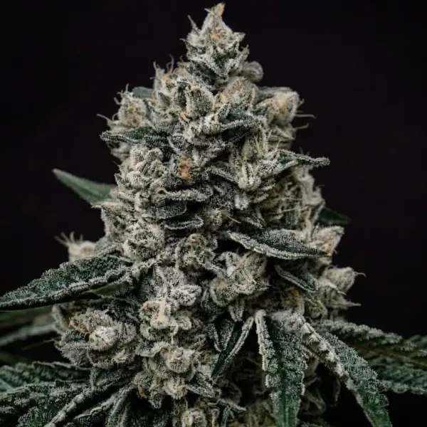 Lemon Gelato R1 Cannabis Seeds by Ethos Genetics