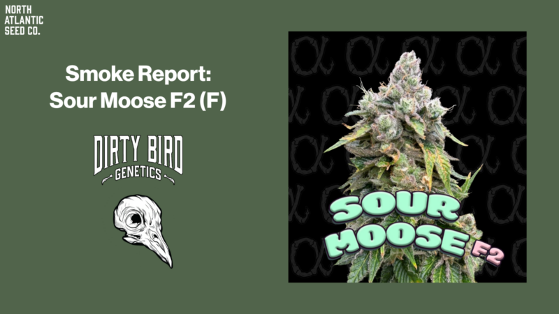 Smoke Report: Sour Moose F2 by Dirty Bird Genetics