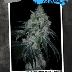 Sin's OG Kush V2 Cannabis Seeds by Sin City Seeds
