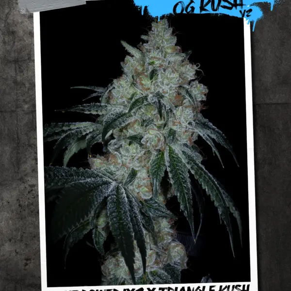 Sin's OG Kush V2 Cannabis Seeds by Sin City Seeds