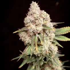 Sour Candy Smash Cannabis Seeds by Lovin In Her Eyes