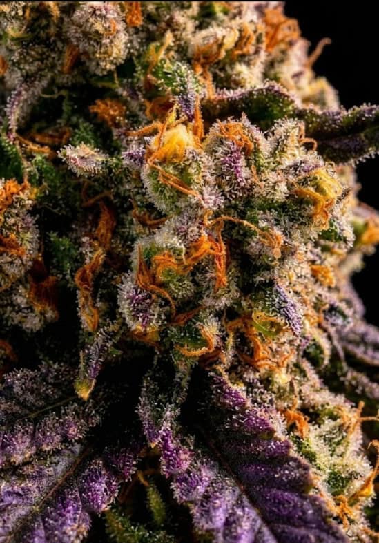 Super Freak Cannabis Seeds by Tastebudz Genetics