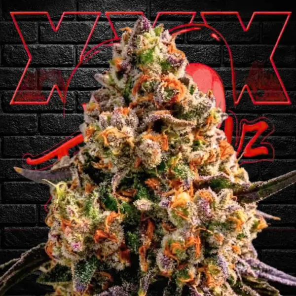 Super Freak Cannabis Seeds by Tastebudz Genetics