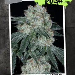 Tatooine Kush Cannabis Seeds by Sin City Seeds