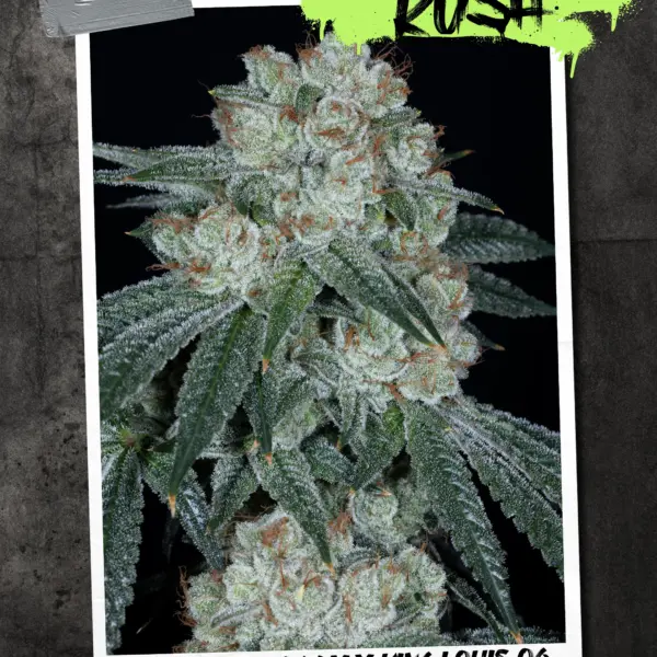 Tatooine Kush Cannabis Seeds by Sin City Seeds