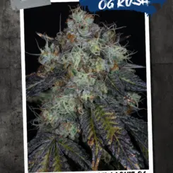 The Mayor's OG Kush Cannabis Seeds by Sin City Seeds