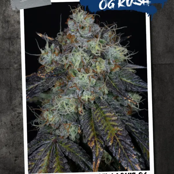 The Mayor's OG Kush Cannabis Seeds by Sin City Seeds