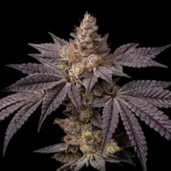 Toad Candy R1 Cannabis Seeds by Ethos Genetics