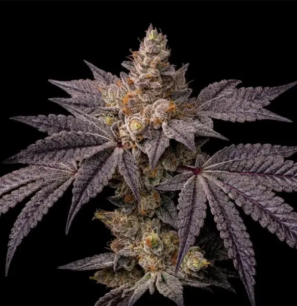 Toad Candy R1 Cannabis Seeds by Ethos Genetics