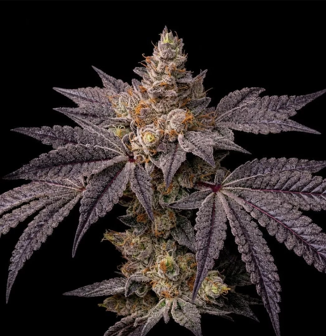 Toad Candy R1 Cannabis Seeds by Ethos Genetics