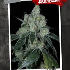 Triangle Headband Cannabis Seeds by Sin City Seeds
