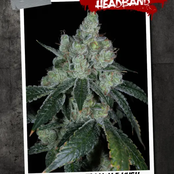 Triangle Headband Cannabis Seeds by Sin City Seeds