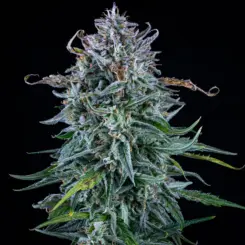 Walter White BX1 Cannabis Seeds by Mephisto Genetics