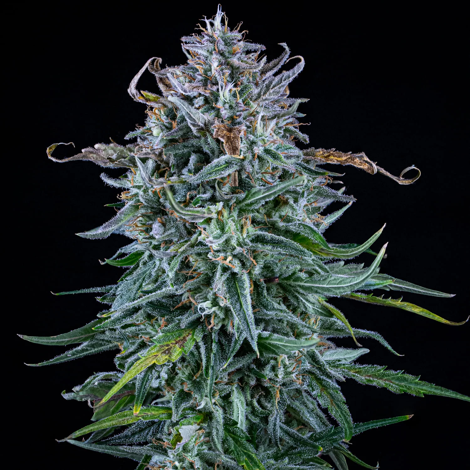 Walter White BX1 Cannabis Seeds by Mephisto Genetics