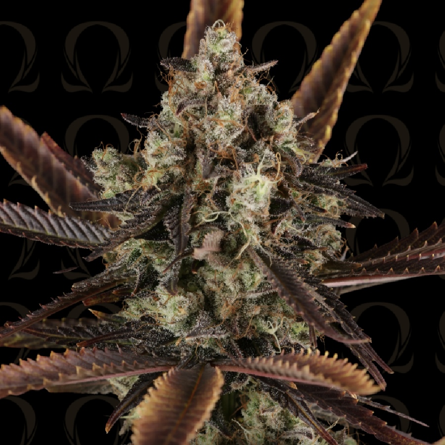 Amaretto Sour Cannabis Seeds by Dirty Bird Genetics