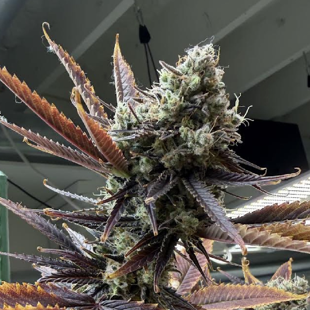 Amaretto Sour Cannabis Seeds by Dirty Bird Genetics