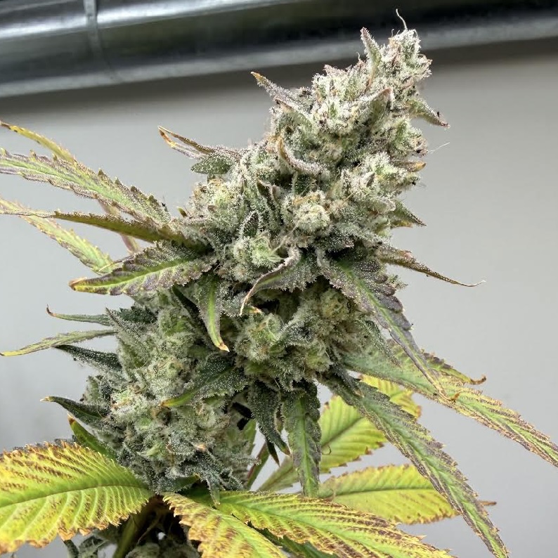 Amaretto Sour Cannabis Seeds by Dirty Bird Genetics