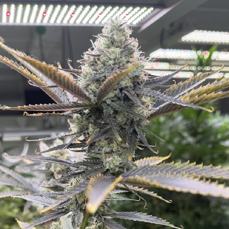 Amaretto Sour Cannabis Seeds by Dirty Bird Genetics