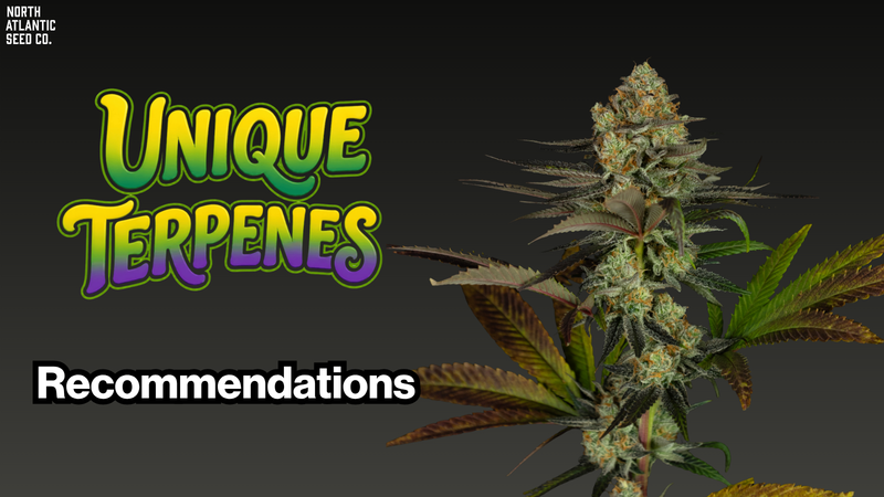 Unique Terpene Recommendations