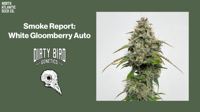 Smoke Report: White Gloomberry Auto by Dirty Bird Genetics