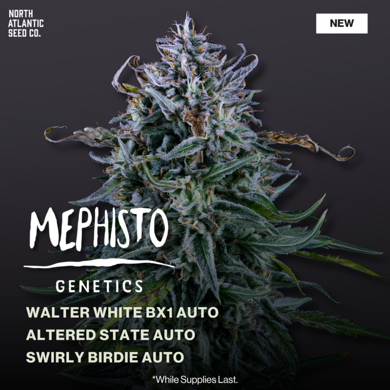 Mephisto Genetics 2026 Drops
