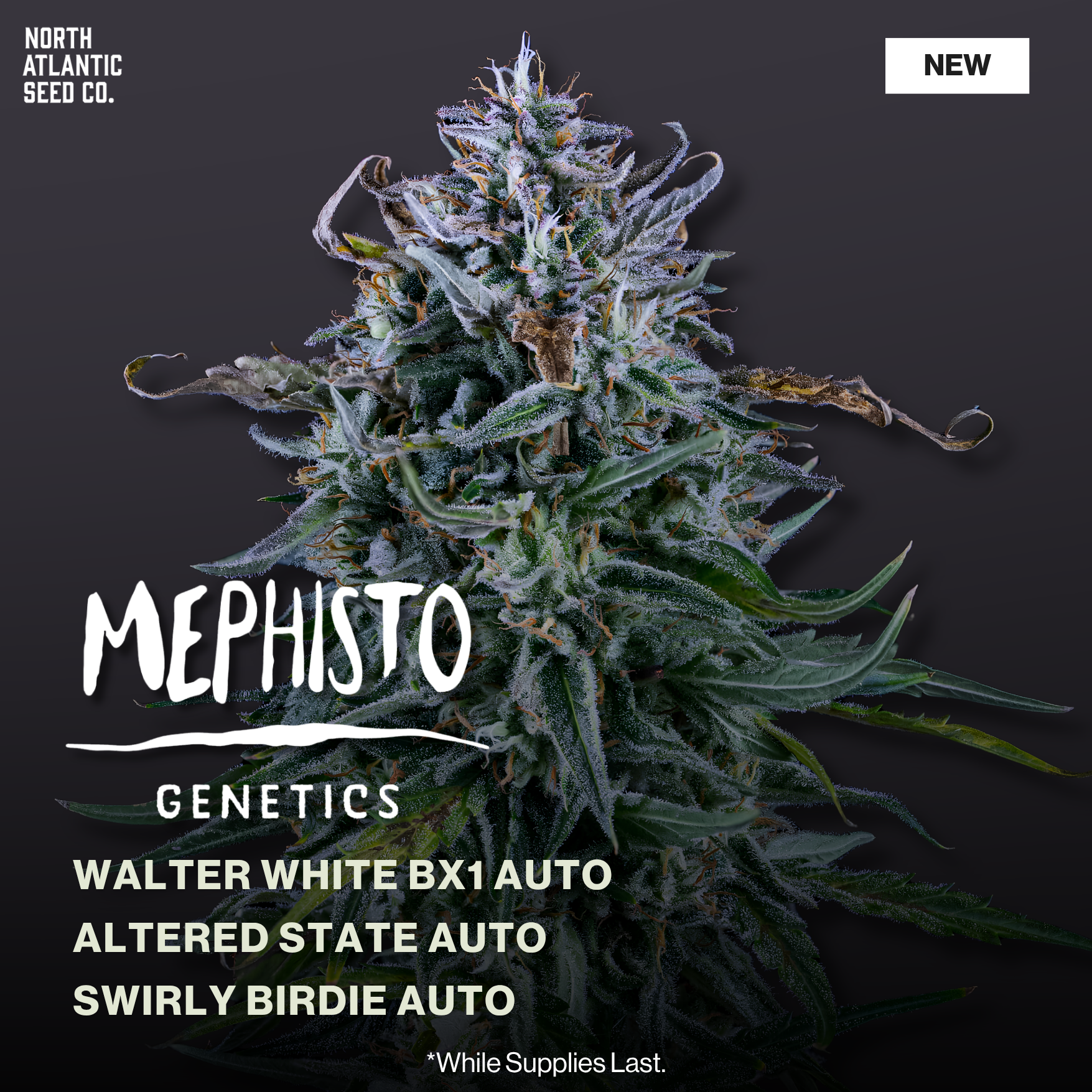 Mephisto Genetics 2026 Drops