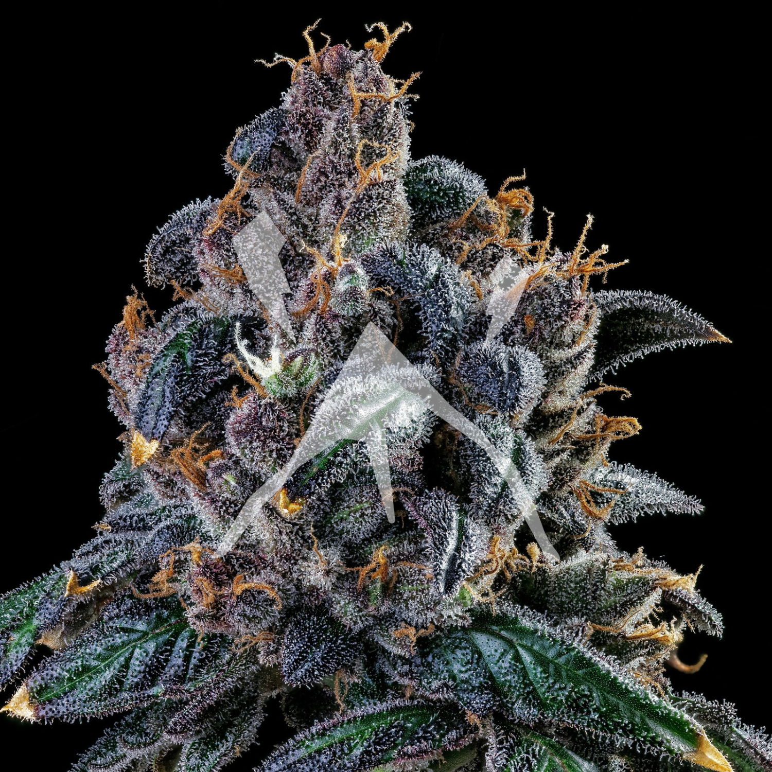 Root Beer Cannabis Seeds by Mephisto Genetics